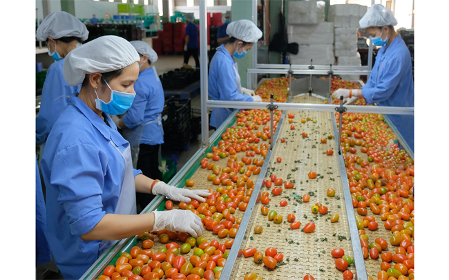 Đơn hàng Nam, Nữ Đài Loan tại Đài Bắc - Sản xuất, gia công thực phẩm rau củ quả