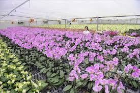 don-hang-cham-soc-hoa-lan-tai-dai-nam-dai-loan
